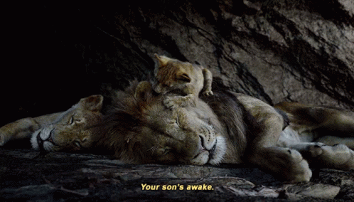 A Lion Laying Down With A Cub On Its Back And A Caption That Says Your Son 'S Awake GIF