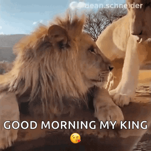 A Lion Laying Next To Another Lion With The Words " Good Morning My King " GIF