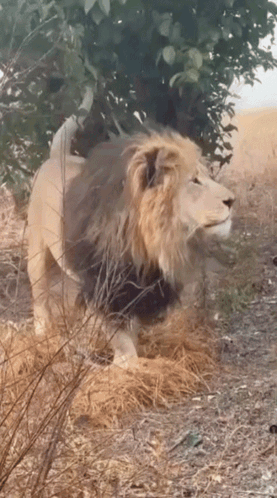A Lion With A Black Mane Standing In A Field GIF
