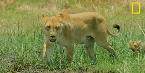 A Lioness And Her Cub Are Walking Through A Grassy Field With A National Geographic Logo In The Corner GIF