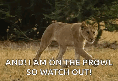 A Lioness Cub Is Walking Through A Field With The Words `` And I Am On The Prowl So Watch Out ! '' GIF