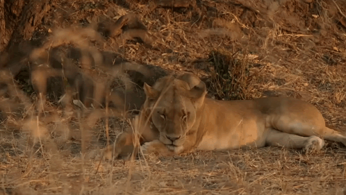 A Lioness Is Laying Down In The Grass Looking At The Camera GIF