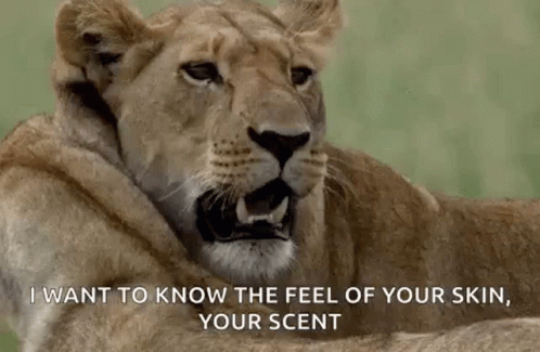 A Lioness Is Laying Down With Its Mouth Open And Saying `` I Want To Know The Feel Of Your Skin , Your Scent '' GIF