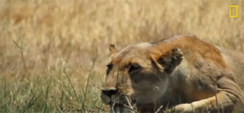 A Lioness Is Laying In The Grass With A National Geographic Logo In The Corner GIF