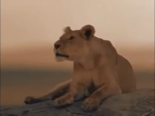 A Lioness Is Sitting On A Rock With Its Mouth Open . GIF