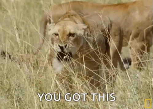 A Lioness Is Standing In The Tall Grass With Another Lioness Behind Her . GIF