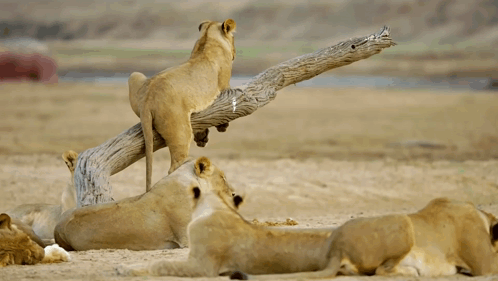 A Lioness Is Standing On A Tree Branch While Other Lioness Are Laying On The Ground GIF