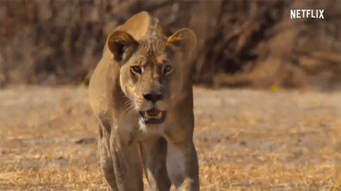 A Lioness Is Walking Across A Dry Grass Field With A Netflix Logo In The Background GIF