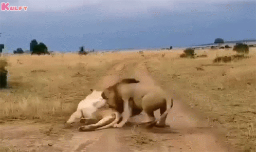 A Lioness Is Walking Down A Dirt Road In A Field . GIF