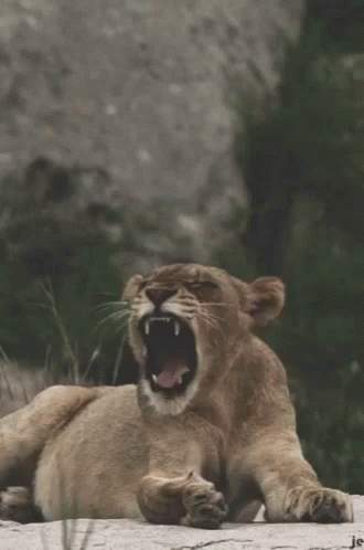 A Lioness Laying Down With Its Mouth Open GIF