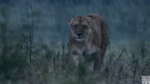 A Lioness Standing In The Rain With Bbc America Written On The Bottom Right GIF