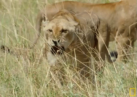 A Lioness Standing In The Tall Grass With A National Geographic Logo On The Bottom GIF