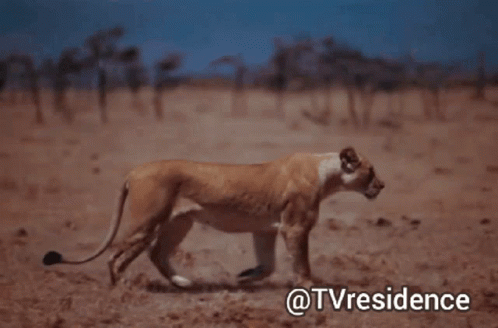 A Lioness Walking In A Field With The Words @Tvresidence Written Below It GIF