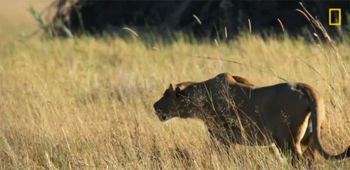 A Lioness Walking Through A Field With A National Geographic Logo In The Background GIF