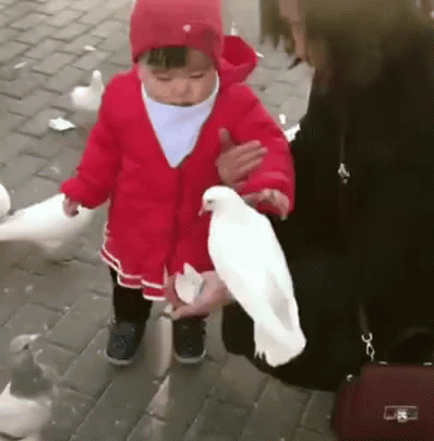 A Little Girl Is Holding A White Pigeon In Her Hands . GIF