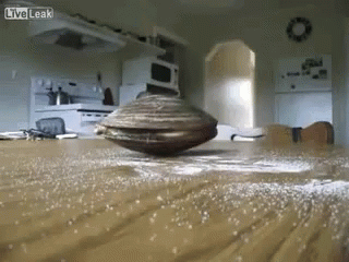 a live leak video of a clam on a kitchen table
