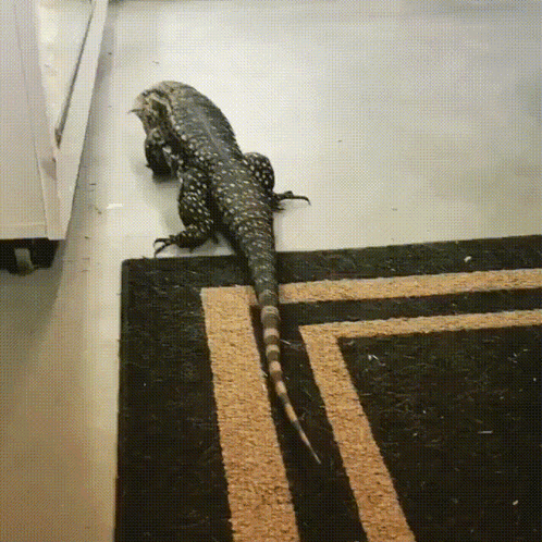 A Lizard Is Crawling Across A Rug On The Floor GIF