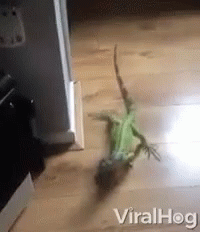 A Lizard Is Crawling On A Wooden Floor With Viralhog Written On The Bottom Right GIF
