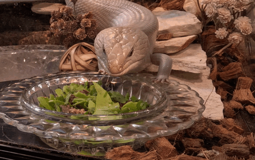 A Lizard Is Eating Greens From A Clear Bowl GIF