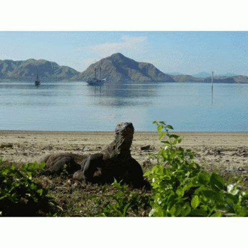 A Lizard Is Laying On The Beach With A Boat In The Distance GIF