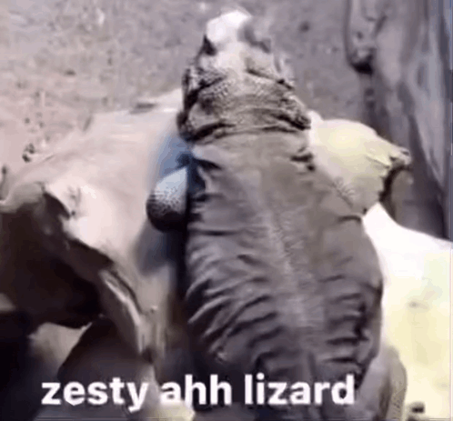 A Lizard Is Sitting On Top Of A Rock With The Words `` Zesty Ahh Lizard '' Written On The Bottom . GIF