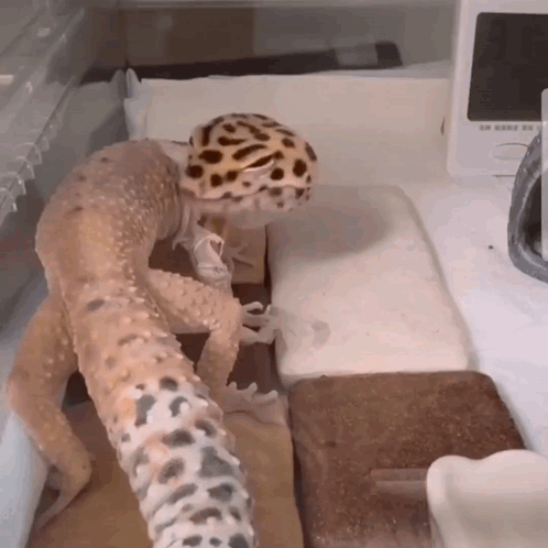 a lizard wearing a leopard print hat is standing on a table next to a thermometer ..