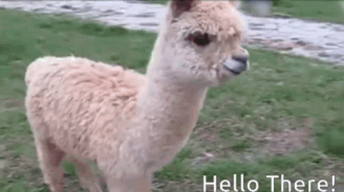 A Llama Is Standing In A Field With The Words Hello There Written Below It . GIF