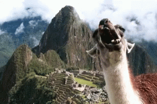 A Llama Is Standing In Front Of A Mountain With Its Mouth Wide Open GIF