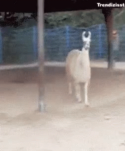 A Llama Is Standing In The Dirt With The Words Trendizisst Above It GIF