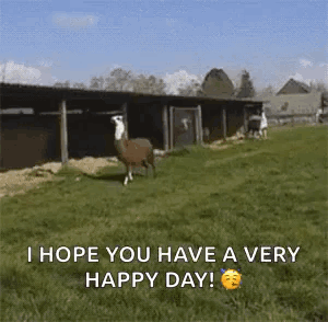 A Llama Standing In A Grassy Field With The Words `` I Hope You Have A Very Happy Day '' . GIF