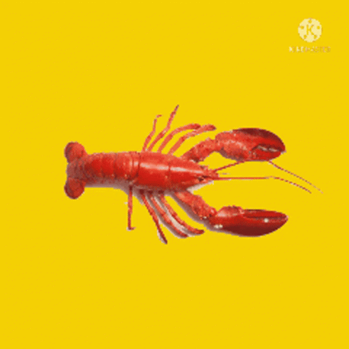 A Lobster On A Yellow Background That Says Lobster GIF