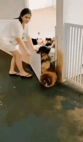 A Lot Of Pomeranian Dogs GIF