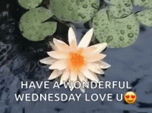A Lotus Flower Is Floating In The Water And Says Have A Wonderful Wednesday Love U. GIF