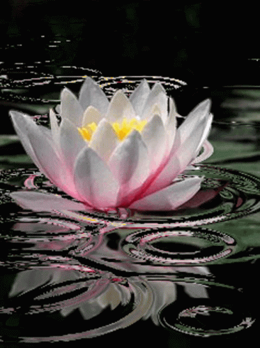 A Lotus Flower Is Floating In The Water GIF