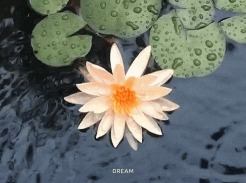 A Lotus Flower Is Floating In The Water With The Word Dream Written Below It GIF