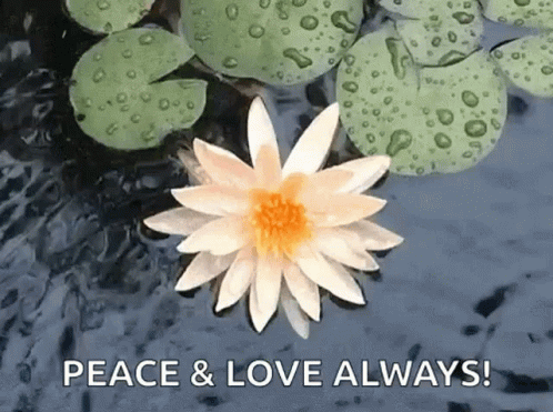 A Lotus Flower Is Floating In The Water With The Words Peace & Love Always GIF