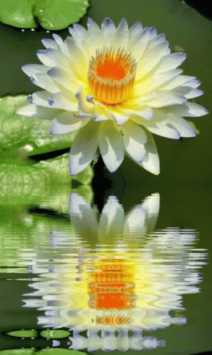 A Lotus Flower Is Reflected In The Water GIF