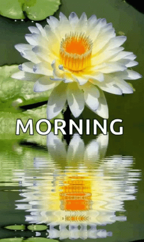 A Lotus Flower Is Reflected In The Water With The Words Morning Written Above It . GIF