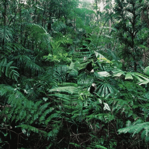 A Lush Green Forest With Ferns And Trees GIF