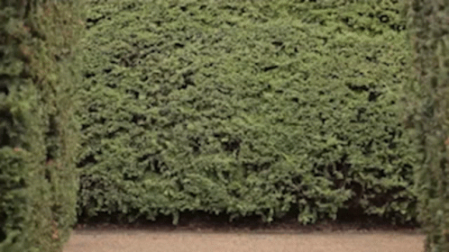 A Lush Green Hedge Surrounds A Path In A Garden GIF