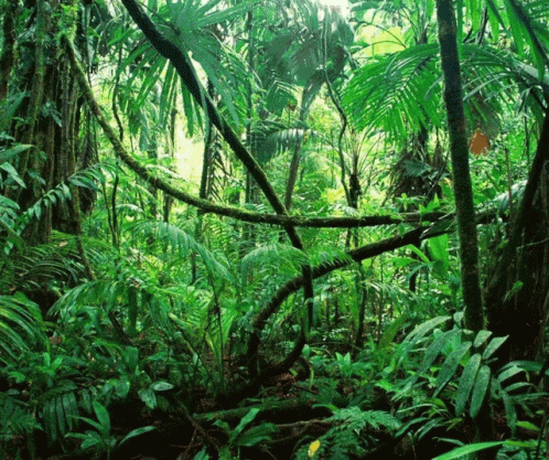 A Lush Green Jungle With Lots Of Trees And Plants GIF