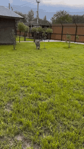 A Lush Green Yard With A Fence And A House In The Background GIF