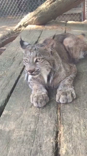 A Lynx Is Laying On A Wooden Deck And Looking At The Camera GIF