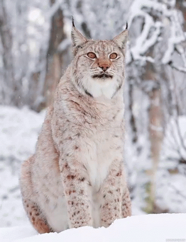 A Lynx Is Sitting In The Snow And Looking Up At The Camera GIF