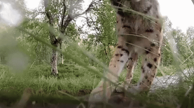 A Lynx Is Standing In The Grass In A Field . GIF