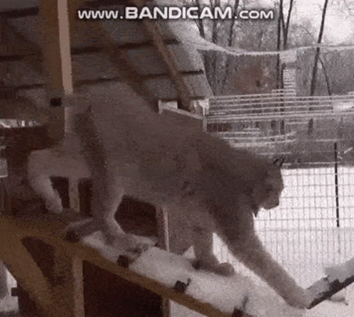 A Lynx Is Walking Down A Snow Covered Ramp . GIF