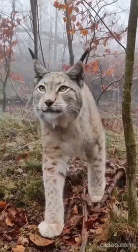 A Lynx Is Walking Through A Foggy Forest And Looking At The Camera GIF