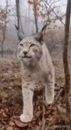 A Lynx Is Walking Through The Woods Looking At The Camera . GIF