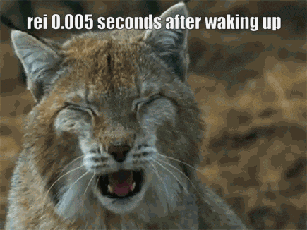 A Lynx Yawning With The Words Rei 0.005 Seconds After Waking Up Below It GIF