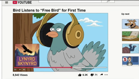 a lynyrd skynyrd video shows a bird listening to " free bird " for the first time